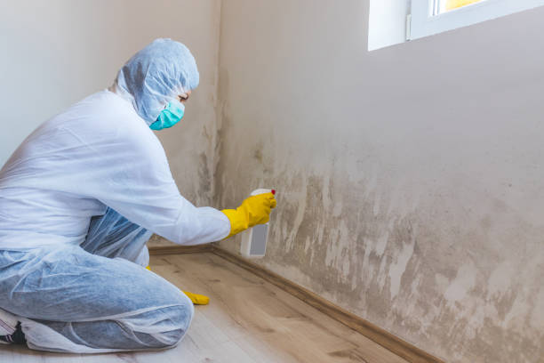 Professional mold removal team in Seaboard